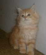 enjoy2cat.com Tananun