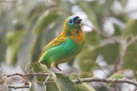 arthurgrosset.com Tandes