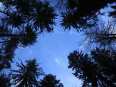 panoramio.com Tannenwald