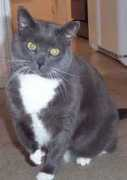 thepetshepherd.com Tanzie