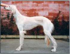 salukiarkivet.se Taqana