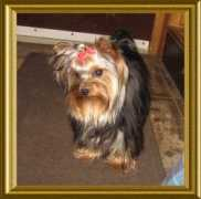 tarmaryorkies.com Tarmar