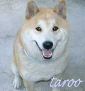 Taroo