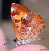 carolinanature.com Tarquinius