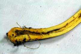 actafungorum.org Tartarat