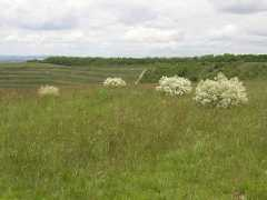 Tataria