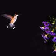 photoforum.ru Tatulinski