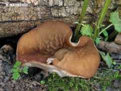 naturephoto-cz.com Tavica