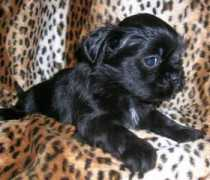 lhasakennel.com Tchomo