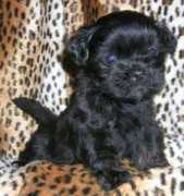 lhasakennel.com Tchomo