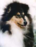 colliesinitaly.it Tchoupy