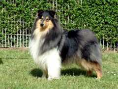 digilander.libero.it Tchoupy