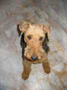 pdsc.getdave.com Teeva