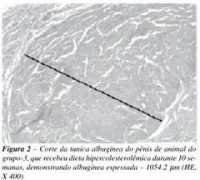 brazjurol.com.br Teloken