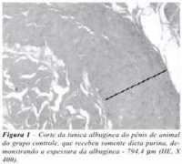 brazjurol.com.br Teloken