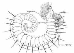 Tereb
