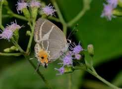 learnaboutbutterflies.com Terentia