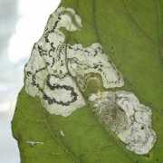 habitas.org.uk Terminella