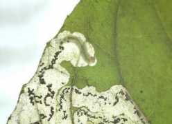 leafmines.co.uk Terminella