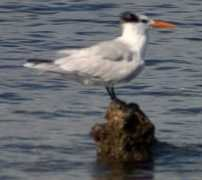 Tern