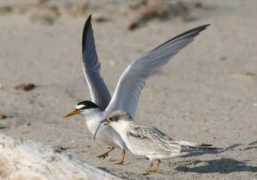 Terns