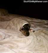 stuffonmywiener.com Tersea