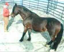 kbrhorse.net Tervino
