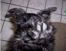 lonestarschnauzercountry.com Tervor