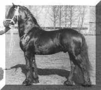 northstarstud.com Tetman