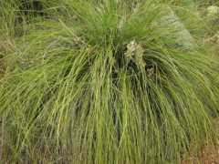 bio.utexas.edu Texana