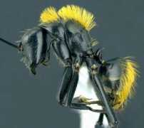 Thadeus