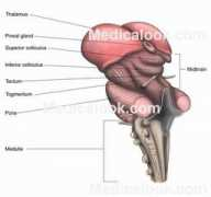 medicalook.com Thalamus