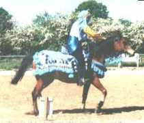 araberseite.de Thameen