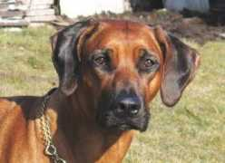 of-moyo-kwa-ureno.de Thandanani