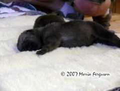 everythingwolf.com Thelife