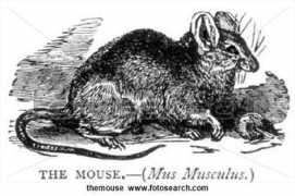 Themouse