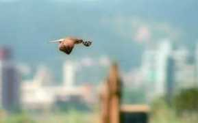 tailo.fhl.net Thiah