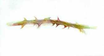 ianhamiltonfinlay.com Thonier