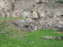Thyrus
