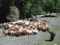 amandapeyton.com Tianchi