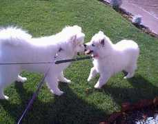 whitecottonsamoyeds.com Tiani