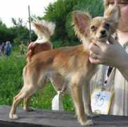 russtoy.ru Tiannia