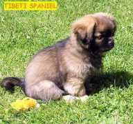 tibetikutyak.mindenkilapja.hu Tibeti