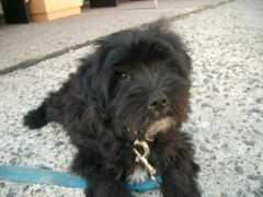 vito.mindenkilapja.hu Tibeti