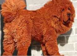 egykutya.blog.hu Tibeti