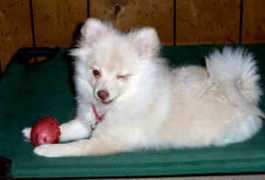 gotpetsonline.com Tieken