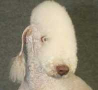 honeymist.com Tigalo