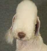 honeymist.com Tigalo