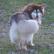 alaskanmalamute.us Tigan