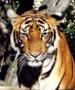 mein-naturfoto.de Tigerin